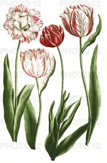 Tulips, tulipa, illustration, reproduction from a 19th century model. Authentic, file restored for optimal use, exact date of submission unknown