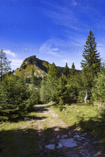 Hiking trail on the Genneralm with Holzeck, Postalm, Osterhorn Group, Salzkammergut, Province of Salzburg, Austria