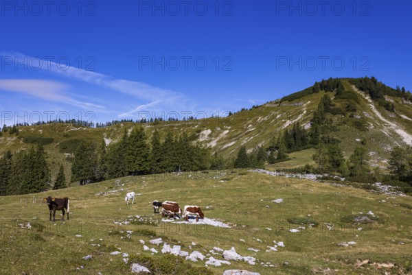 Cattle on pasture, Hochzinkenalm, Postalm, Osterhorn Group, Salzkammergut, Province of Salzburg, Austria