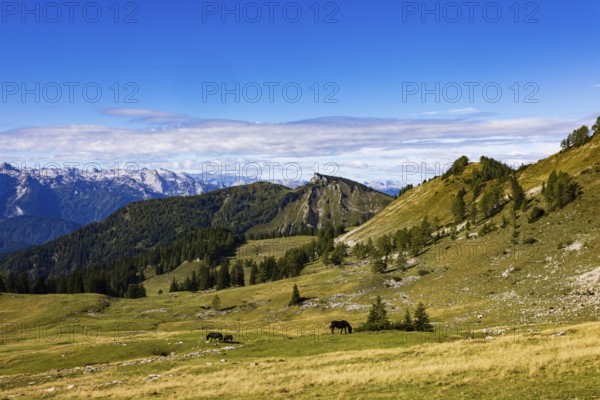 Horse in the pasture with Hochwieskopf, Hochzinkenalm, Postalm, Osterhorn Group, Salzkammergut, Province of Salzburg, Austria