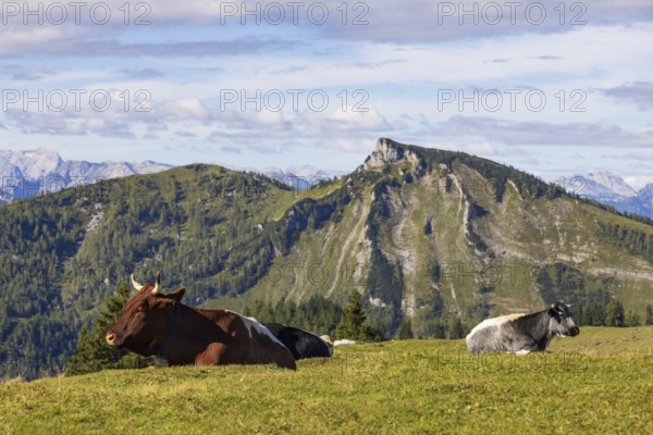 Cattle on pasture with Hochwieskopf, Hochzinkenalm, Postalm, Osterhorn Group, Salzkammergut, Province of Salzburg, Austria