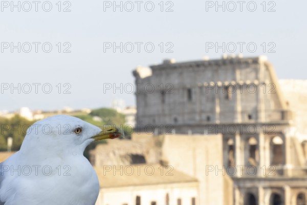 Yellow-legged gull (Larus michahellis) adult bird on an ancient city building with The Colosseum in the background, Rome, Italy
