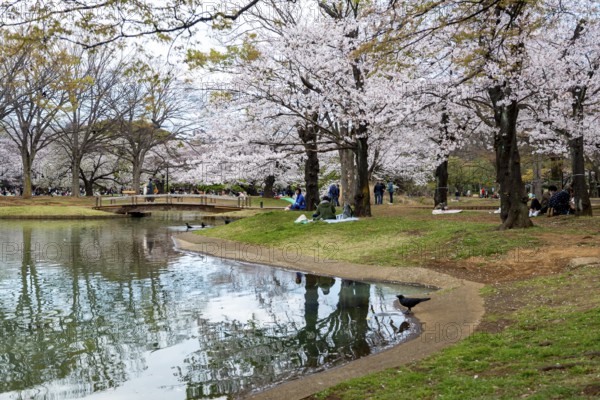 Reflection in a pond, cherry trees blooming in spring, Yoyogi Park, Hanami Festival, Shibuya Ward, Shibuya District, Tokyo, Japan