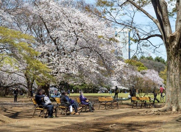 People sitting on benches in park under cherry blossoms, Yoyogi Park, Hanami Festival, Shibuya District, Shibuya District, Tokyo, Japan