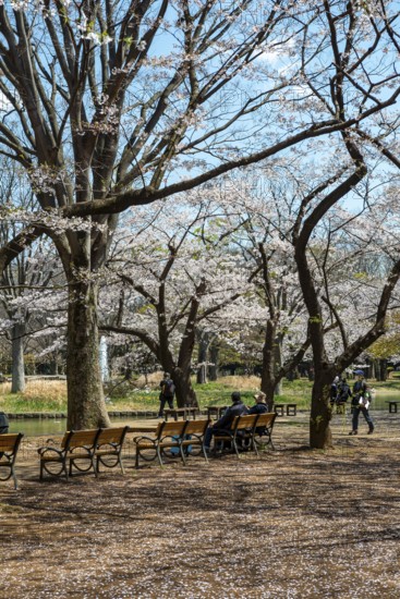 People sitting on benches in park under cherry blossoms, Yoyogi Park, Hanami Festival, Shibuya District, Shibuya District, Tokyo, Japan