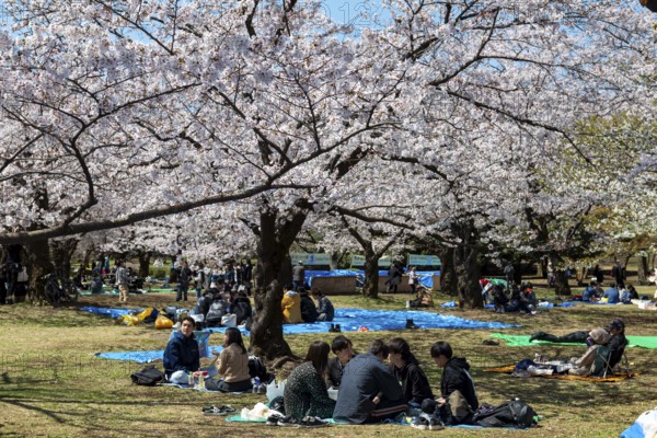 Japanese people picnicking under cherry blossoms in Yoyogi Park, Hanami Festival, Shibuya District, Tokyo, Japan