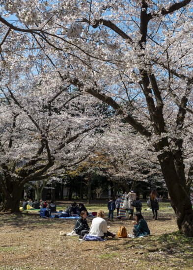 Japanese people picnicking under cherry blossoms in Yoyogi Park, Hanami Festival, Shibuya District, Tokyo, Japan