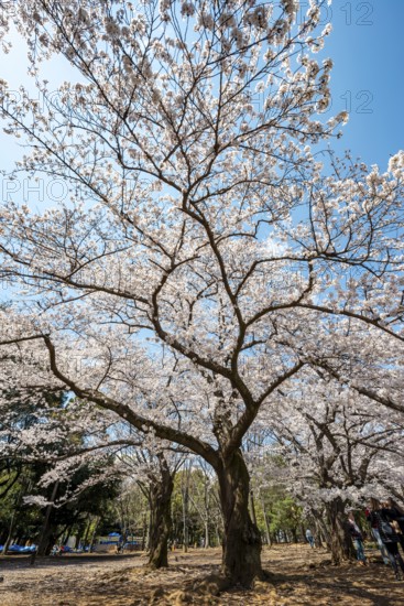 Blooming cherry trees in spring, Yoyogi Park, Hanami Festival, Shibuya District, Shibuya District, Tokyo, Japan