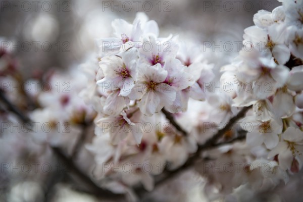 Cherry tree blossoms in spring, Yoyogi Park, Hanami Festival, Shibuya Ward, Shibuya District, Tokyo, Japan