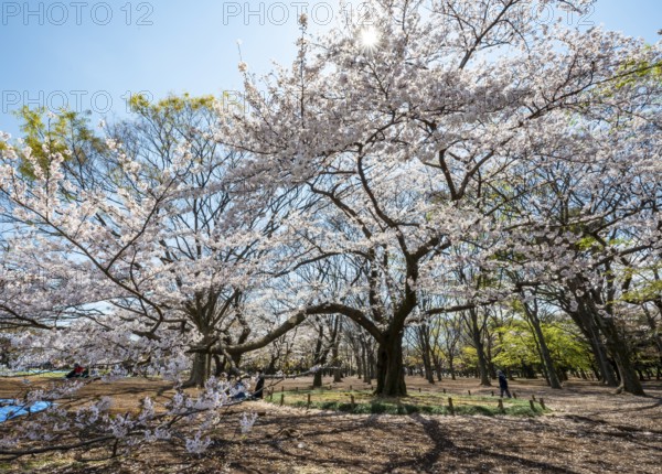 Blooming cherry trees in spring, sun star, Yoyogi Park, Hanami Festival, Shibuya District, Shibuya District, Tokyo, Japan