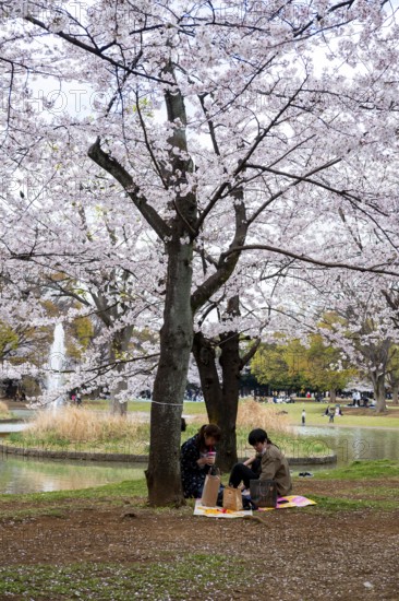 People picnicking under cherry blossoms in Yoyogi Park, Hanami Festival, Shibuya District, Tokyo, Japan