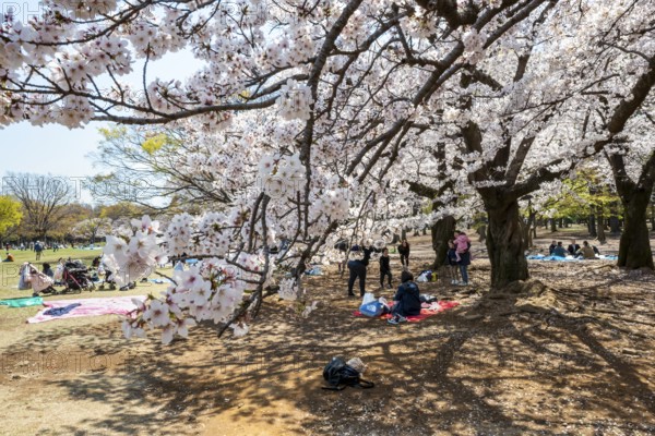 People picnicking under cherry blossoms in Yoyogi Park, Hanami Festival, Shibuya District, Tokyo, Japan