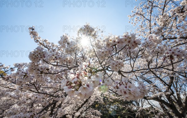 Cherry tree blossoms in spring, sun star, Yoyogi Park, Hanami Festival, Shibuya District, Shibuya District, Tokyo, Japan