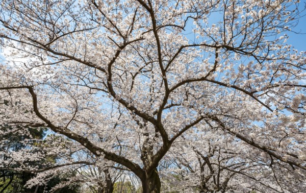 Blooming cherry tree in spring, Yoyogi Park, Hanami Festival, Shibuya District, Shibuya District, Tokyo, Japan