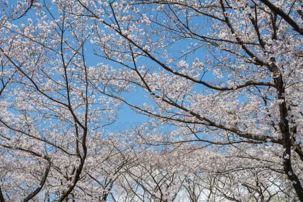 Blooming cherry trees in spring, Yoyogi Park, Hanami Festival, Shibuya District, Shibuya District, Tokyo, Japan