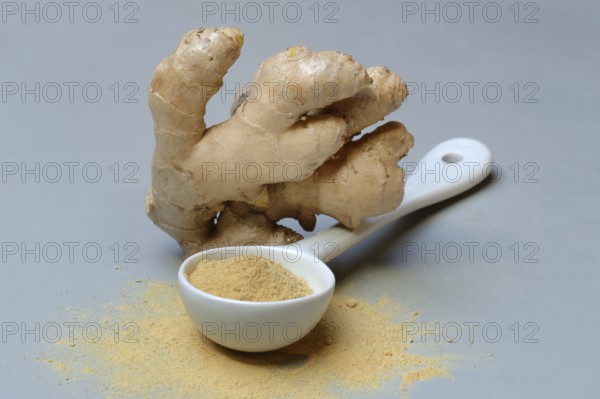 Ginger root and ginger powder in spoon, Zingiber officinale