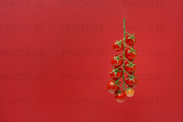 Tomatoes, tomato vine on red background