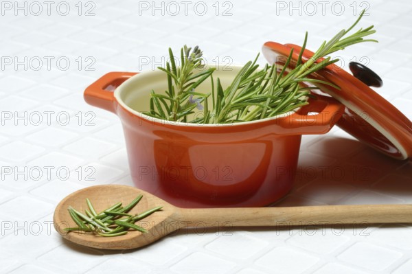 Rosemary, rosemary leaves on cooking spoon with cooking pot, rosemary sprig in pot