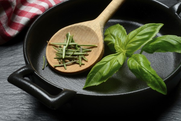 Rosemary, rosemary leaves and basil leaf with cooking pot