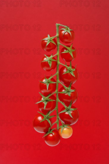 Tomatoes, tomato vine on red background