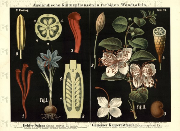 Cultivated plant, saffron, crocus sativus and caper smoke, Capparis spinosa, illustration by Carl Bollmann, reproduction from a 19th century model. Authentic, file restored for optimal use, exact date of submission unknown