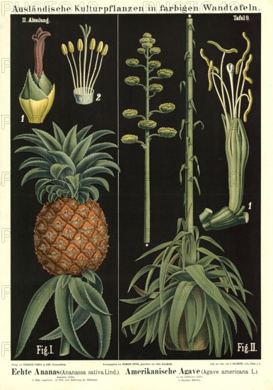 Cultivated plant, pineapple, pineapple sativa and agave, Agave americana, illustration by Carl Bollmann, reproduction from a model from the 19th century. Authentic, file restored for optimal use, exact date of submission unknown