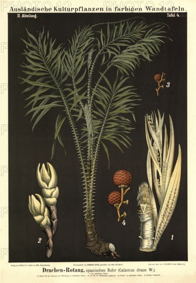 Cultivated plant, dragon rotang, Spanish cane, Calmus draco, illustration by Carl Bollmann, reproduction from a 19th century model. Authentic, file restored for optimal use, exact date of submission unknown