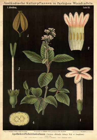 Cultivated plant, fever bark tree, Cinchona officinalis calisaya, illustration by Carl Bollmann, reproduction from a 19th century model. Authentic, file restored for optimal use, exact date of submission unknown