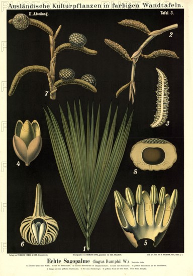 Cultivated plant, sago, sago palm, sagus rumphii, illustration by Carl Bollmann, reproduction from a model from the 19th century. Authentic, file restored for optimal use, exact date of submission unknown