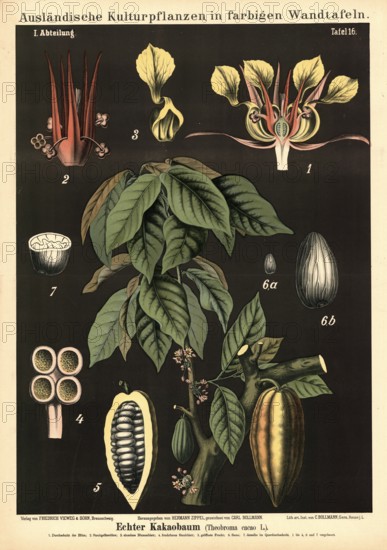 Cultivated plant, cocoa tree, Theobroma cacao, illustration by Carl Bollmann, reproduction from a model from the 19th century. Authentic, file restored for optimal use, exact date of submission unknown
