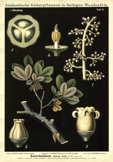 Cultivated plant, rubber tree, Siphonia elastica, illustration by Carl Bollmann, reproduction from a model from the 19th century. Authentic, file restored for optimal use, exact date of submission unknown