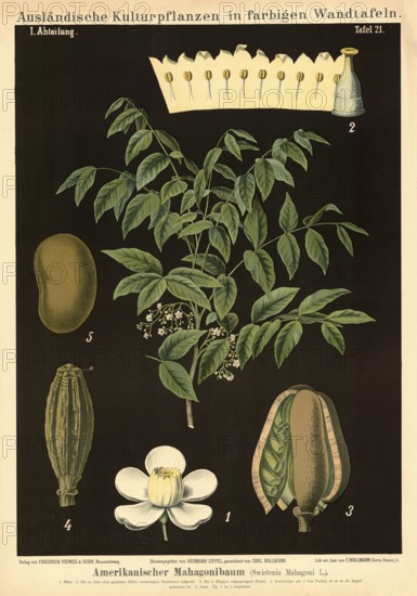 Cultivated plant, mahogany tree, Swietenia mahogany, illustration by Carl Bollmann, reproduction from a model from the 19th century. Authentic, file restored for optimal use, exact date of submission unknown