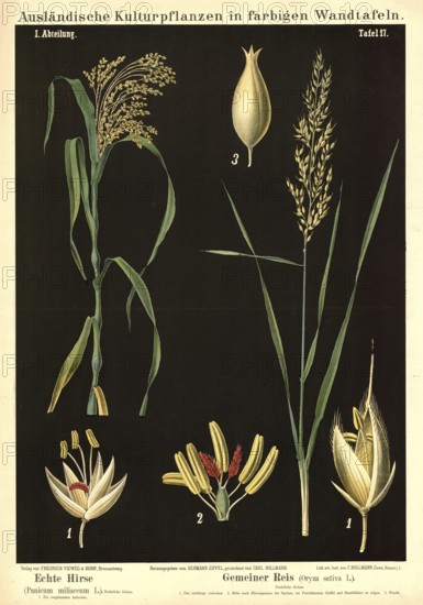 Cultivated plant, real millet, Panicum miliaceum and common rice, Oryza sativa, illustration by Carl Bollmann, reproduction from a 19th century model. Authentic, file restored for optimal use, exact date of submission unknown
