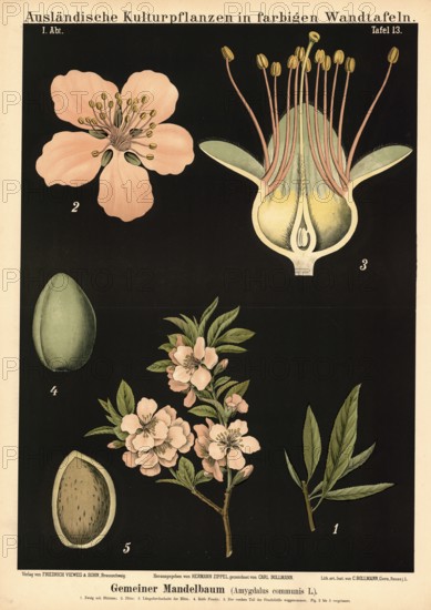 Cultivated plant, almond tree, Amygdalus communis, illustration by Carl Bollmann, reproduction from a model from the 19th century. Authentic, file restored for optimal use, exact date of submission unknown