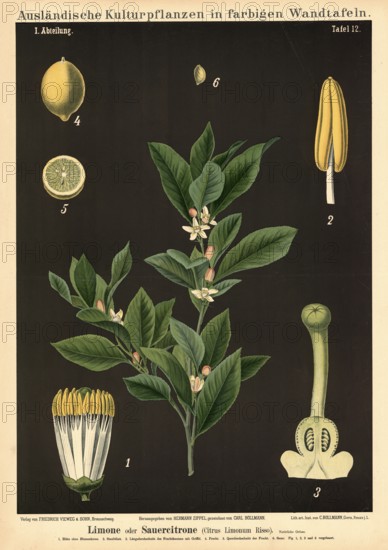 Cultivated plant, lime, sour lemon, citrus limonum, illustration by Carl Bollmann, reproduction from a model from the 19th century. Authentic, file restored for optimal use, exact date of submission unknown