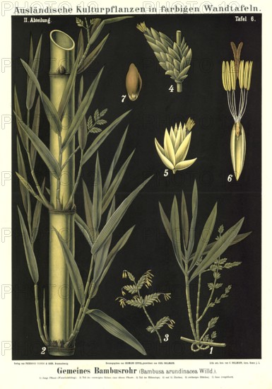 Cultivated plant, bamboo, bamboo cane, Bambussa arundinacea, illustration by Carl Bollmann, reproduction from a 19th century model. Authentic, file restored for optimal use, exact date of submission unknown
