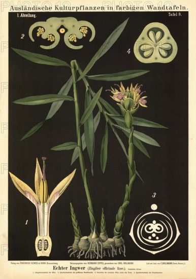 Cultivated plant, ginger, Zingiber officinalis, illustration by Carl Bollmann, reproduction from a 19th century model. Authentic, file restored for optimal use, exact date of submission unknown