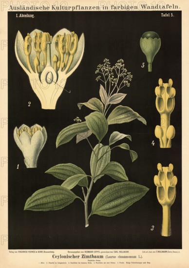 Cultivated plant, cinnamon, Caylonian cinnamon tree, Laurus cinnamomum, illustration by Carl Bollmann, reproduction from a model from the 19th century. Authentic, file restored for optimal use, exact date of submission unknown