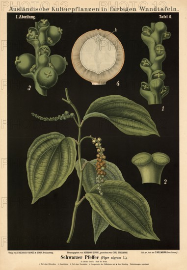 Cultivated plant, black pepper, Piper nigrum, illustration by Carl Bollmann, reproduction from a model from the 19th century. Authentic, file restored for optimal use, exact date of submission unknown