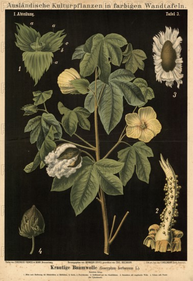 Cultivated plant, cotton, Gossypium herbaceum, illustration by Carl Bollmann, reproduction from a 19th century model. Authentic, file restored for optimal use, exact date of submission unknown