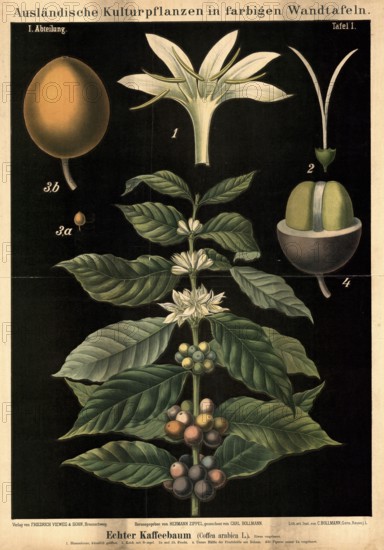 Cultivated plant, coffee, coffee tree, Coffea arabica, illustration by Carl Bollmann, reproduction from a model from the 19th century. Authentic, file restored for optimal use, exact date of submission unknown