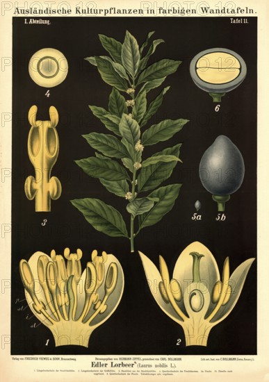 Cultivated plant, laurel, Laurus nobilis, illustration by Carl Bollmann, reproduction from a model from the 19th century. Authentic, file restored for optimal use, exact date of submission unknown
