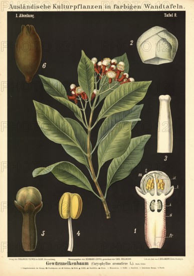 Cultivated plant, clove tree, clove, Caryophyllus aromaticus, illustration by Carl Bollmann, reproduction from a model from the 19th century. Authentic, file restored for optimal use, exact date of submission unknown