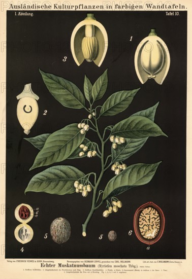 Cultivated plant, nutmeg, Myristica moschata, illustration by Carl Bollmann, reproduction from a 19th century model. Authentic, file restored for optimal use, exact date of submission unknown