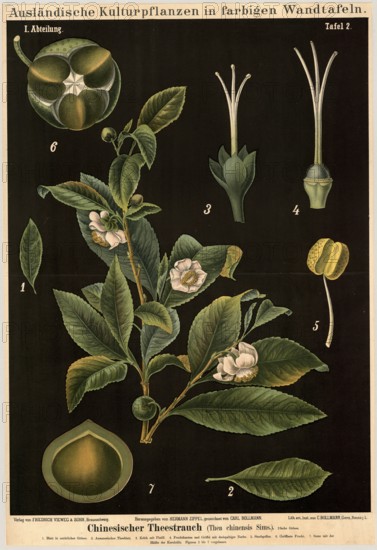 Cultivated plant, tea bush, Thea chinensis, illustration by Carl Bollmann, reproduction from a model from the 19th century. Authentic, file restored for optimal use, exact date of submission unknown