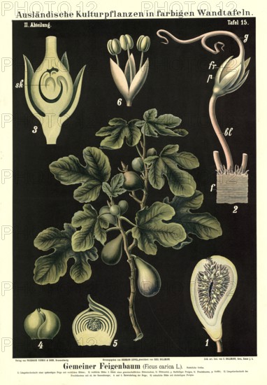 Cultivated plant, fig tree, ficus carica, illustration by Carl Bollmann, reproduction from a model from the 19th century. Authentic, file restored for optimal use, exact date of submission unknown