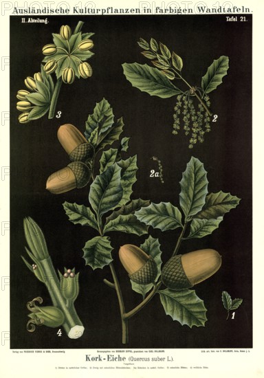 Cultivated plant, cork oak, Quercus suber, illustration by Carl Bollmann, reproduction from a 19th century model. Authentic, file restored for optimal use, exact date of submission unknown