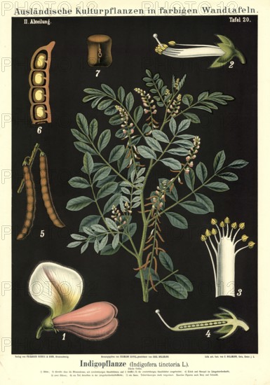 Cultivated plant, indigo, indigofera tinctoria, illustration by Carl Bollmann, reproduction from a 19th century model. Authentic, file restored for optimal use, exact date of submission unknown