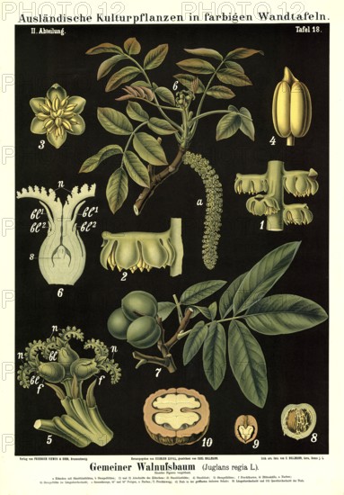 Cultivated plant, walnut tree, Juglans regia, illustration by Carl Bollmann, reproduction from a model from the 19th century. Authentic, file restored for optimal use, exact date of submission unknown