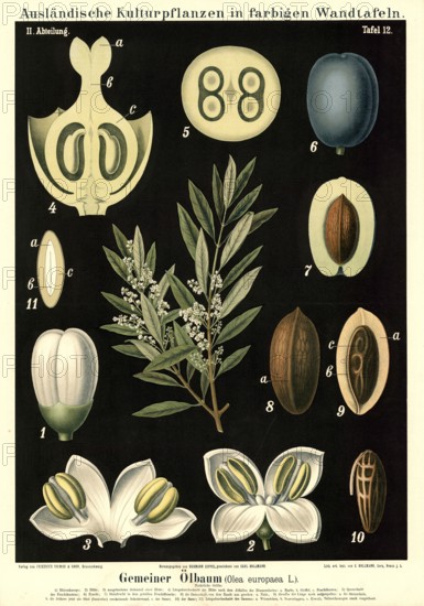 Cultivated plant, olive, Olea europaea, illustration by Carl Bollmann, reproduction from a model from the 19th century. Authentic, file restored for optimal use, exact date of submission unknown